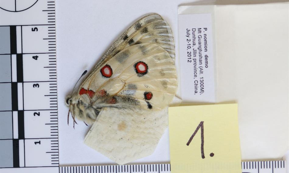 2015-1-15-944foto 6 mnotýli.jpg